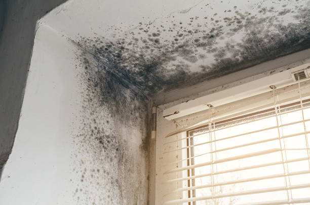 Affordable Black Mold Remediation solutions in Georgetown, TX