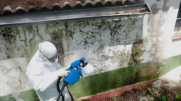 Top rated local Black Mold Remediation specialists in Georgetown, TX